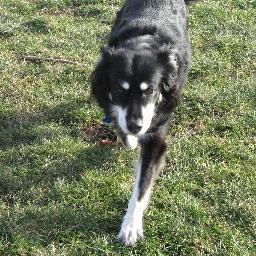 DrPuppyface's profile picture. Pizza. Brian.