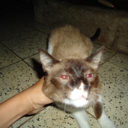 9693Flores's profile picture. 