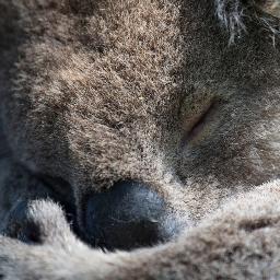 java developer, golang newcomer