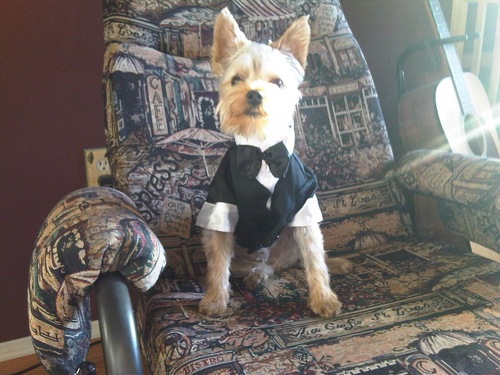 manuleyorkie Profile Picture