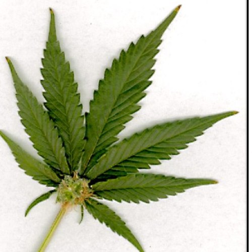Live the life you love. Love the life you live. -Bob Marley. - i only follow smokers .
