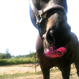 Horse_Grl_Probz's profile picture. My life is one big #horsegirlproblem