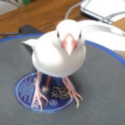tacasea Profile Picture
