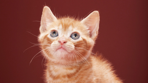 猫が大好きなアッキーです。フォロー大歓迎です。仕事が忙しくなかなかネットをする時間も少なく、人見知りですが仲良くしてください。宜しくお願いします。