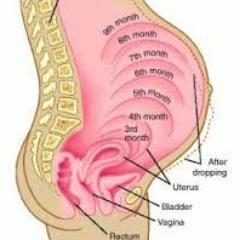 miche_pregnancy's profile picture. There are some women whose pregnancy would make some sly bachelor smile.
Honore de Balzac