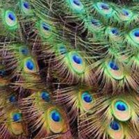 RJ McIntosh III (@iii_mc) 's Twitter Profile