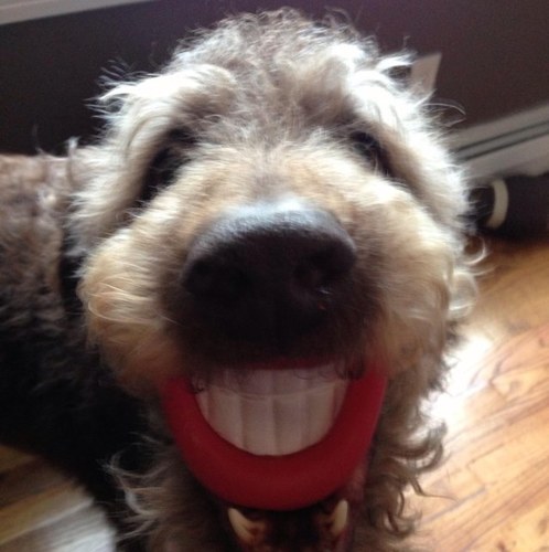 amy_greco's profile picture. 