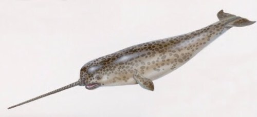 That OG ass seal nigga. Dont fuck wit me Enzo is super chill.  Follow that kid