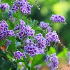 What wisdom can you find that is greater than kindness?-Jean Jacques Rousseau