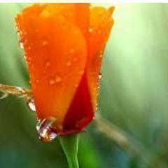 The words of kindness are more healing to a drooping heart than balm or honey.-Sarah Fielding
