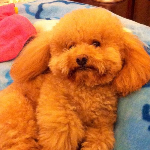 chenlq2000's profile picture. 