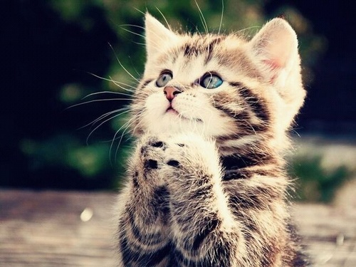 🐱🐱🐱🐱🐱🐱🐱