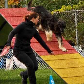 Je suis intervenante et Spécialiste en comportement canin J'offre des cours d'obéissance, d'agilité, de rallye-o et des formations d'intervenant canin.