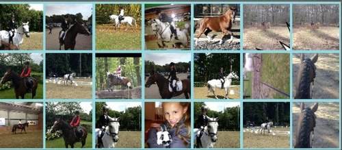 Love jill roos zep liefste pony's ever ❤
Snoepy en doortje lievste konijn en cavia ❤
Peurdy en benja lievste hondjes ❤