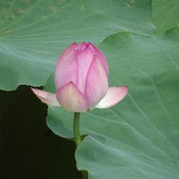 JohnMRawlings's profile picture. We are dedicated to raising awareness of natural medicine approaches that improve health & well-being. On offer, advice, quality products, consultations  ...