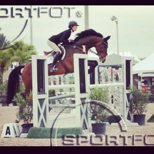 Hi im lexi im 16 years old and i have a 17 hand warmblood. Hunter/jumper! Keep ur head up ans ur heels down :)