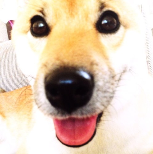 Arashis_World's profile picture. Staying true to my name by creating a storm (with my baby brother Akira) in @lakelso and @MartinSFP's world!