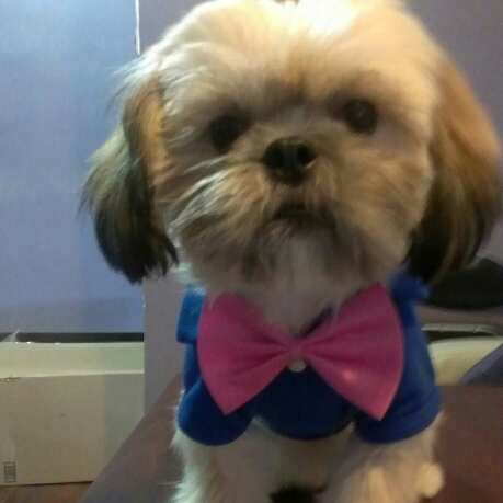 PrescotNation's profile picture. Hi im Prescot, im a shihtzu from Brooklyn.. Yup thats right im from Brooklyn so I have crazy swag. My ma thinks im a human, sometimes I think I am too.