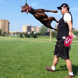 KarmaDadoberman's profile picture. Rescued Doberman from the Mississauga Humane Society showing that we can catch frisbees with the best of them! Did I mention I like long walks in the park?