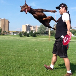 Rescued Doberman from the Mississauga Humane Society showing that we can catch frisbees with the best of them! Did I mention I like long walks in the park?