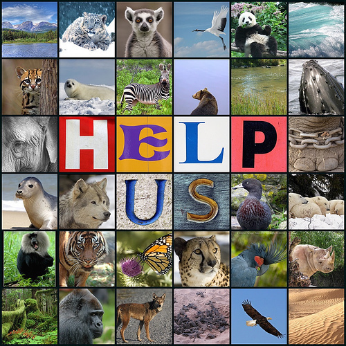 We believe animals should be safe, no animal should have their home taken away from them. #endangeredanimals :) ♥