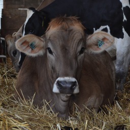 A day down on the farm in Jackson County! September 21, 2013 #FamilyFarmfest #Agriculture #Jackson