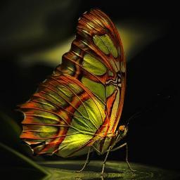 KuhcoonPupal's profile picture. Kuhcoon is a data-driven social media management and education platform. Why we are different: http://t.co/INNmaNWZKm …