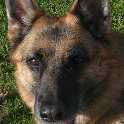 dogtech's profile picture. 