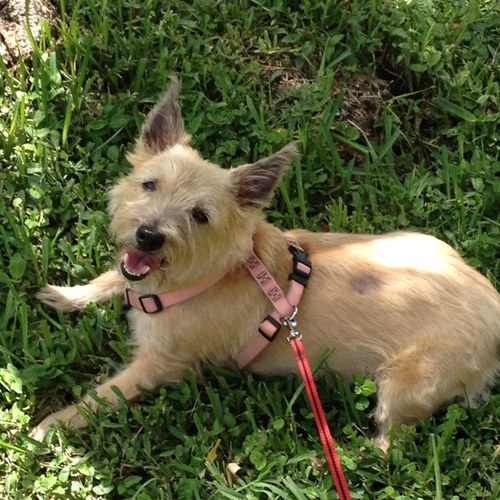 ecguggino's profile picture. 