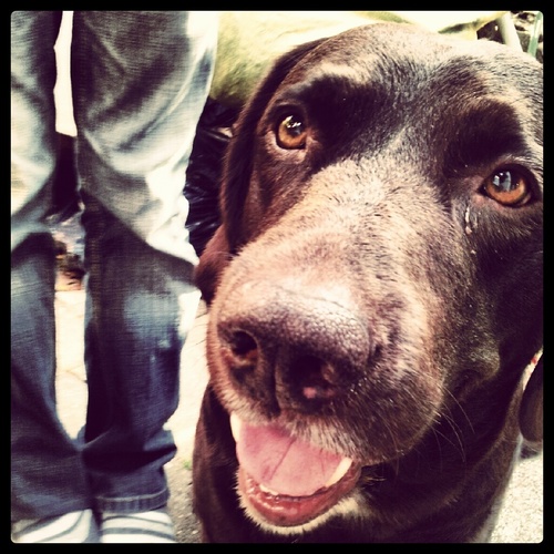 8yr old chocolate springador whose hobbies include doing tricks, sleep-howling & stealing underwear