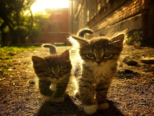I love cats. I just want to help them.