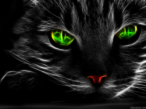 Names RageBlade, Im a FireClan cat, Im powerful and fathful, Im not the kind of Cat to mess with. I can be pretty playful #Single/Male