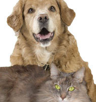 Our approach at Palm Harbor Animal Wellness is one of all-natural, holistic therapies to help  your pets heal.