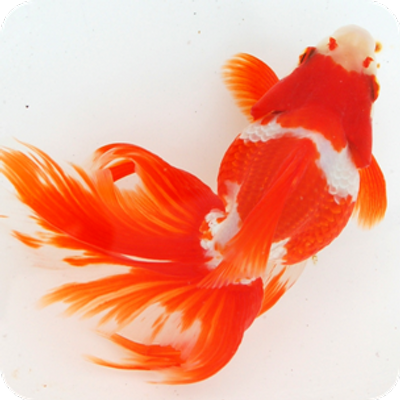 アプリ 日本金魚図鑑 本物より可愛い 金魚アート 金魚 All About T Co P5axz87rpp 金魚