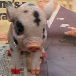 Hi I'm Glitzy Nicol the Pig given to little Andy. Keep updated on my travels I'll send pictures and updates oink oink