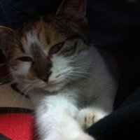 asfman (@asfman) Twitter profile photo