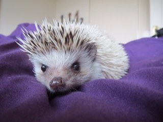 tigertiger987's profile picture. 