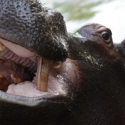 I am a world famous Hippo!
