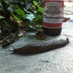 Slug Life