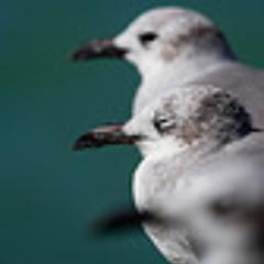 Wildlife photographer. Photos for sale on http://t.co/6aiv8VFLuQ. Follow me on Facebook http://t.co/fSpfxoC98D. More photos on Flickr: http://t.co/ExlKZHKU4a