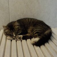 ヨロヨロ(・ω・)ノ (@aminorunner) Twitter profile photo