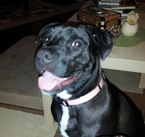 dotsgirl63's profile picture. Liberal Obama supporter. Happily owned by my 10 cats & 3 dogs. Believe it's our duty to help those who cannot help themselves. #ProChoice #LGBT #UniteBlue