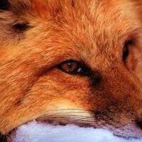 Лиса Патрикеевна (@const_tweets) 's Twitter Profile