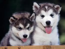 Bark! Bark bark bark bark. Bark growl woof.
