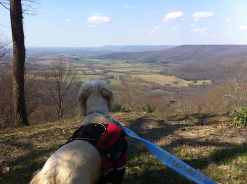 MrCoconino's profile picture. I am a large, furry, and loveable dog.