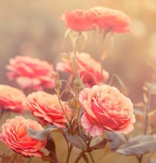 fattoush_h's profile picture. 