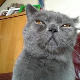 Lolprojectadc's profile picture. 