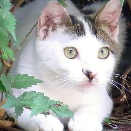 kuralaa's profile picture. ねこがかわいすぎてつらい|よく食べるフードコーディネーター|吉祥寺がルーツ|TEAMNACS子残念| 写真・クラシック音楽・格闘技エクササイズ・野球観戦・旅・寺社仏閣参拝・きれいな石集めがライフワーク｜巨人贔屓。アンチ球団や選手は無し|日曜天国・5時に夢中・鳥・キジバト・ブルーインパルス、富士山が好き