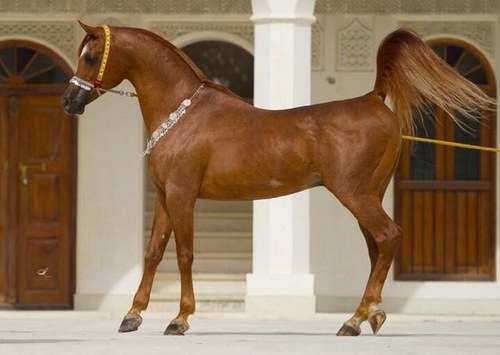 الخيل معقود في نواصيها الخير الى يوم القيامه 
                            تابعني اتابعك