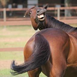 feed me carrots or gtfo.